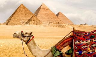 © iStock Ägypten Kamel Staatsfeiertag Fenstertage HOFER REISEN