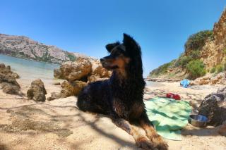 Urlaub mit Hund in Kroatien HOFER REISEN