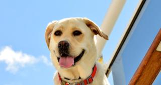 Hund Haustier Schiff Fähre Sardinien - HOFER REISEN Hund Haustier Schiff Fähre Sardinien - HOFER REISEN