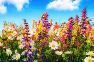 bunte Blumenwiese bunte Blumenwiese