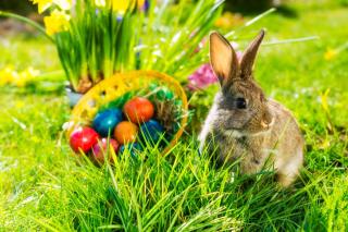 Ostereier und Hase im Gras Ostereier und Hase im Gras