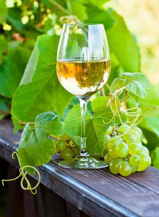 Weinbau Burgenland - HOFER REISEN