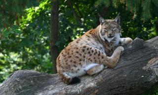 Alpenzoo Innsbruck HOFER REISEN