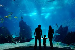 Familie Aquarium Fische HOFER REISEN