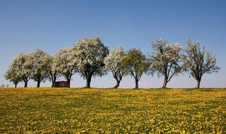 Niederösterreich Mostviertel Frühling Obstbäume Feld HOFER REISEN