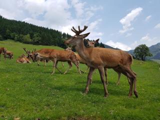 © Eurotours Hirsche auf der Wie im Alpenwilpark Feld am See in Kärntnen HOFER REISEN