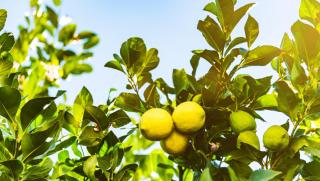 Zitronen HOFER REISEN