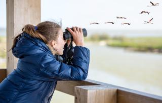 Neusiedlersee Vogelbeobachtung HOFER REISEN