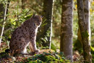 Steppentierpark Pamhagen Burgenland HOFER REISEN