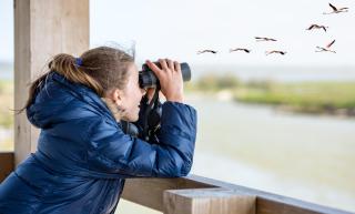 Neusiedler See Vogelbeobachtung HOFER REISEN