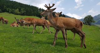 Wildpark Gasthof Kleefeld Wolfgangsee HOFER REISEN