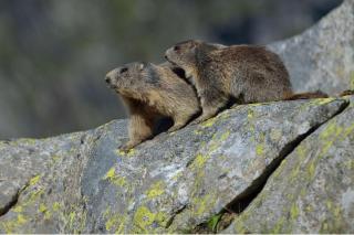 Murmeltiere HOFER REISEN