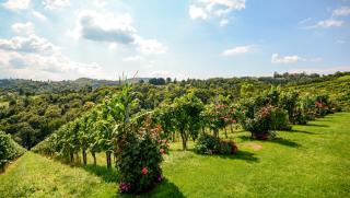 Weinviertel Niederösterreich HOFER REISEN