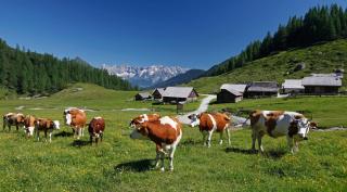 Die schönsten Regionen Österreichs Dachstein HOFER REISEN