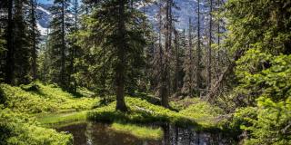 Nationalpark Hohe Tauern Rauris Wald | HOFER REISEN