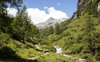Nationalpark Hohe Tauern Rauris Wald | HOFER REISEN