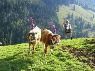 Almabtrieb Königssee HOFER REISEN