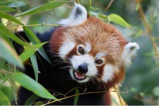 Lainzer Tiergarten HOFER REISEN