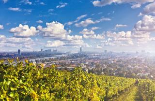 Wien Weinberge Skyline