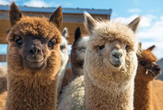 Naturpark Ybbstal - Buchenberg Sommer HOFER REISEN