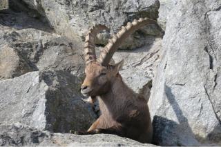 Steinbock Tiroler Alpenzoo HOFER REISEN