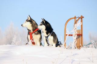Husky Schlitten Winter HOFER REISEN