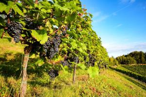 Wein- und Thermenregion Steiermark HOFER REISEN
