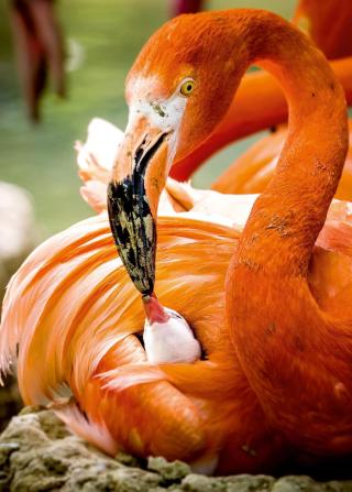 © Hellabrunn 2014 / Annette Wagner Tierpark Hellabrunn HOFER REISEN