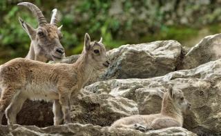 Zoo Salzburg Eurasien-Bereich HOFER REISEN