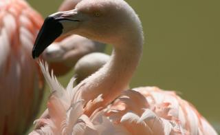 Zoo Salzburg Südamerika-Bereich HOFER REISEN