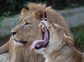 Zoo Salzburg: Afrika-Bereich HOFER REISEN