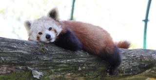 Zoo Linz HOFER REISEN