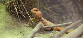 Zoo Linz HOFER REISEN