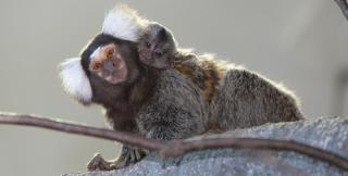 Zoo Linz HOFER REISEN