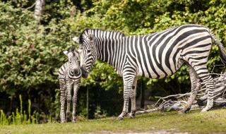 Zoo Linz HOFER REISEN