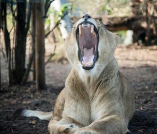 Tiergarten Schönbrunn HOFER REISEN