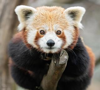 Tiergarten Schönbrunn HOFER REISEN