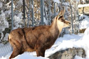 Alpenzoo Innsbruck HOFER REISEN