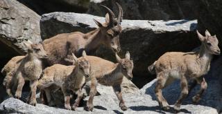 Alpenzoo Innsbruck HOFER REISEN