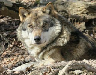 Alpenzoo Innsbruck HOFER REISEN