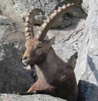 Alpenzoo Innsbruck HOFER REISEN