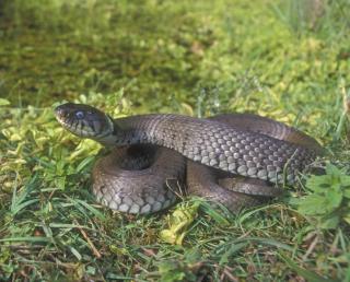 Alpenzoo Innsbruck HOFER REISEN