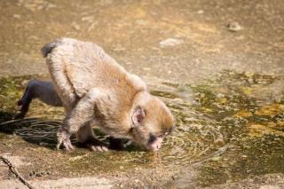 Affenberg Landskron HOFER REISEN