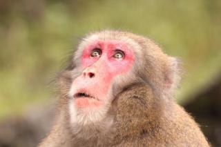 Affenberg Landskron HOFER REISEN