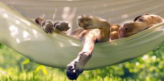 Die besten Hotels für Hundeliebhaber HOFER REISEN