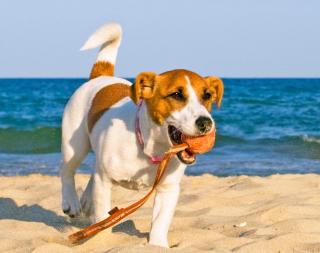 Die besten Hotels für Hundeliebhaber HOFER REISEN