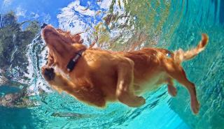 Die besten Hotels für Hundeliebhaber HOFER REISEN