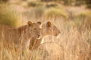 Südafrika & Namibia - Safari & Kreuzfahrt