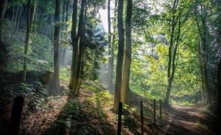 Wald mit Lichtstrahlen HOFER REISEN