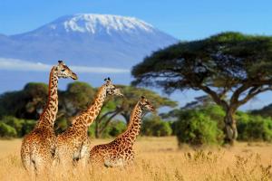 Urlaub in Afrika | HOFER REISEN